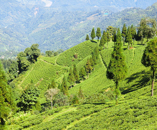 Darjeeling