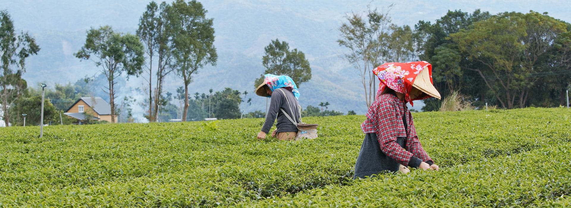Darjeeling Mirik Kalimpong Tour