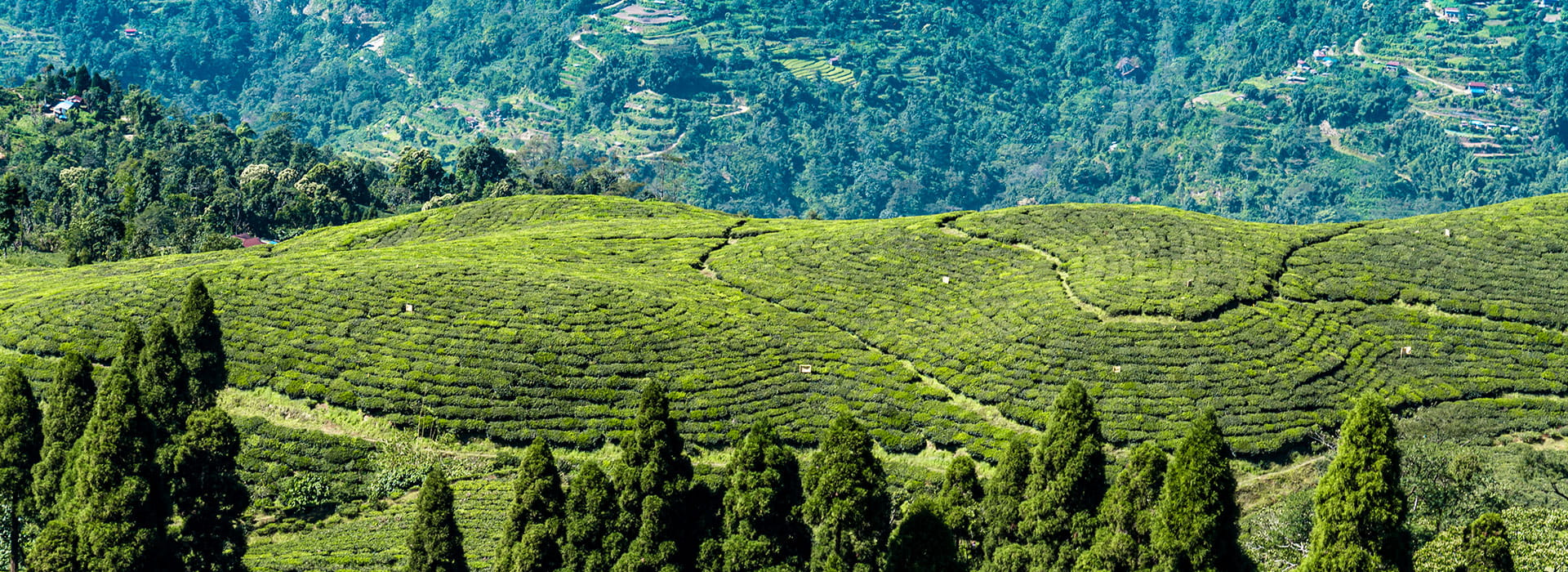 Darjeeling Himalayan Delight Tour